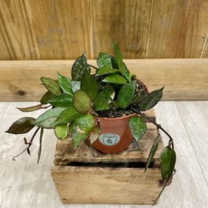 Hoya Krohniana "Black Leaves" (S)