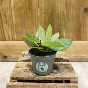Hoya Gracilis "Memoria" (Baby)