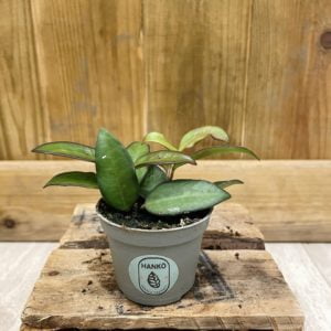 Hoya Rosita (Baby)