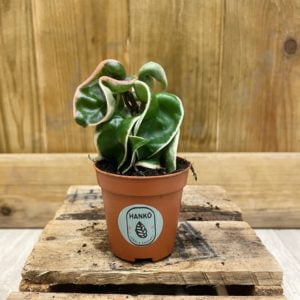 Hoya Carnosa Compacta Variegata (Baby)