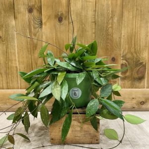 Hoya Gracilis "Memoria" (L)