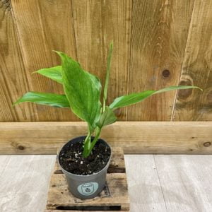 Monstera Acacoyaguensis (S)