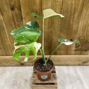Monstera Thai Constellation (M)