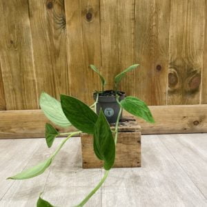 Monstera Sp. Velvet Peru (S)