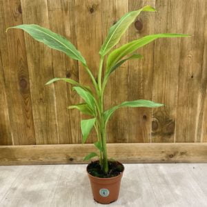 Musa Siam Ruby (M)