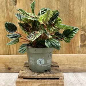 Peperomia Caperata Buenos Aires (S)