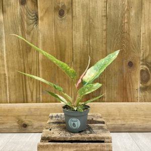 Philodendron Ring of Fire (Baby)