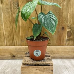Philodendron Mamei (M)
