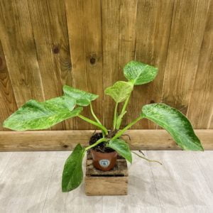 Philodendron Giganteum Variegata "Blizzard" (M)