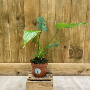 Philodendron Golden Dragon Variegata (S)