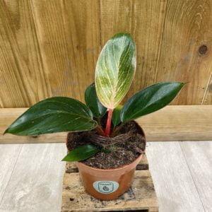 Philodendron Pink Birkin (M)