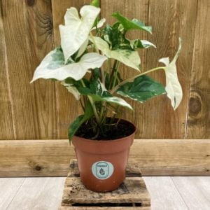 Syngonium Podophyllum Albo Variegata (M)