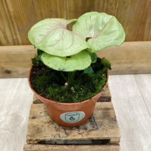 Syngonium Bob Allusion (M)