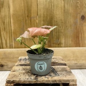 Syngonium "Neon Robusta" (Baby)
