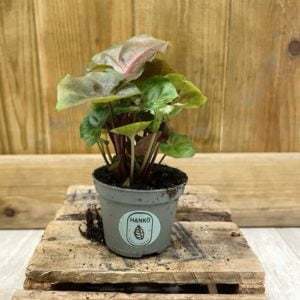 Syngonium Maria Allusion (Baby)