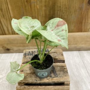 Syngonium Milk Confetti (Baby)