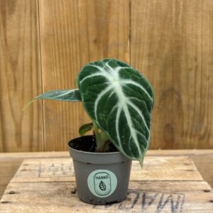 Alocasia Ninja (Baby)
