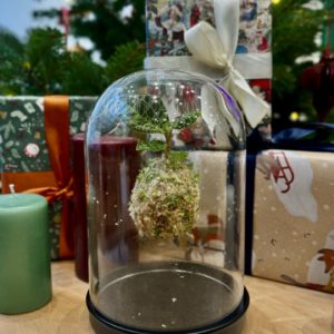 Macodes Petola en Kokedama sous cloche