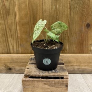 Alocasia Odora Variegata Batik (M)