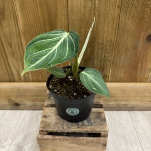Philodendron Gloriosum Pink Zebra (M)