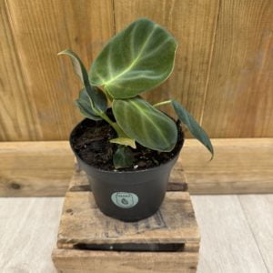 Philodendron Luxurians (M)