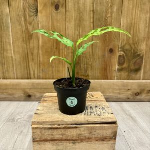 Monstera Obliqua Peru (S)