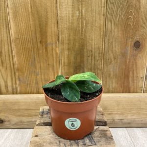 Aglaonema Pictum Tricolor (S)