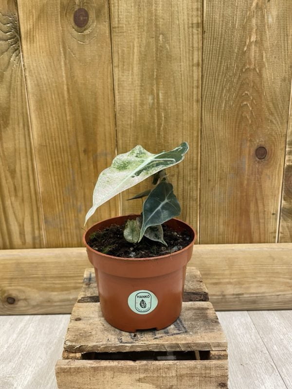 Alocasia Polly Pink Variegata • Plante rare • 10,5 cm / 15 cm