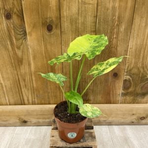 Alocasia Gageana Variegata (S)