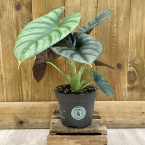 Alocasia Nebula (L)