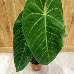 Anthurium Queremalense (XL)
