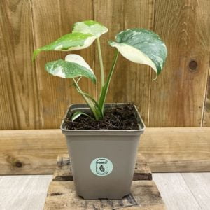 Monstera Thai Constellation (S)
