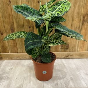 Dieffenbachia Reflector (XL)