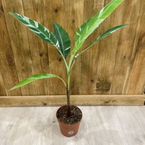 Musa Variegata Florida (XL)