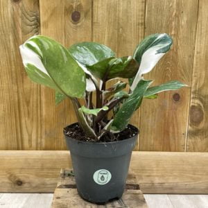 Philodendron White Knight (M)