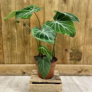 Philodendron Gloriosum Dark Form (L)