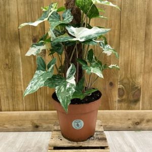 Syngonium Podophyllum Albo Variegata (XL)