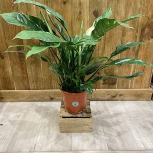 Spathiphyllum Diamond Variegata (XL)