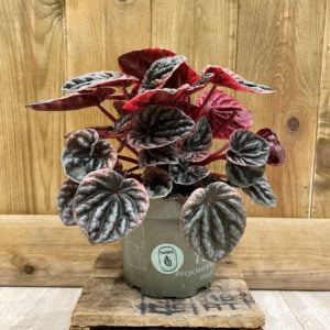 Peperomia Caperata Abricos (S)