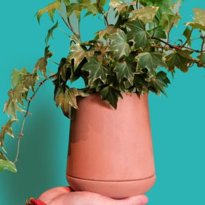 Baby Pearpot Brut Le Vivant