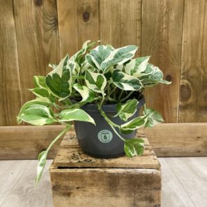Epipremnum "Pothos" N'Joy (XL)