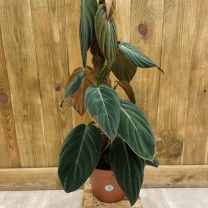Philodendron Gigas (XL)