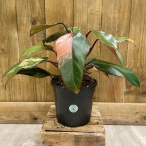 Philodendron Strawberry Shake 1 (L)