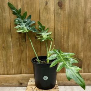 Philodendron Bob Cee Variegata (L)