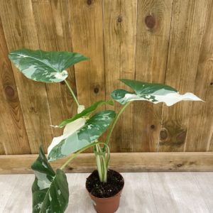 Alocasia Macrorrhiza Variegata (M)