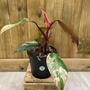 Philodendron Strawberry Shake 2 (L)
