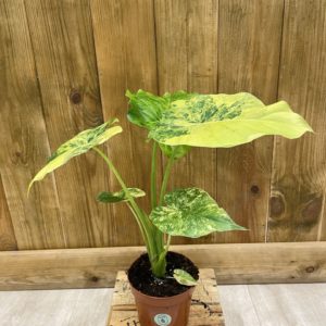 Alocasia Gageana Variegata (M)