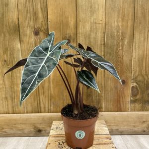 Alocasia Dragon Tooth (M)