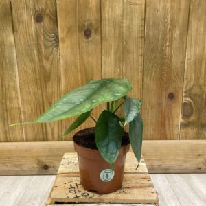 Alocasia Heterophylla "Dragon Breath" (M)