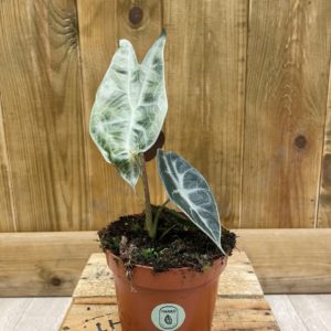 Alocasia Longiloba Silver (M)